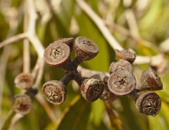 Eucalyptus latisinensis