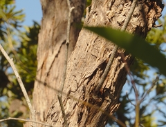 Eucalyptus latisinensis