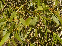 Eucalyptus latisinensis