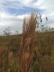 Andropogon bicornis