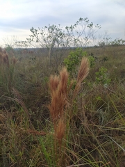Andropogon bicornis
