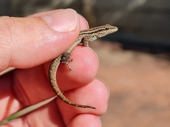 Lygodactylus capensis