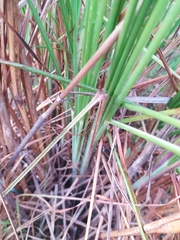 Andropogon bicornis