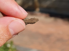 Lygodactylus capensis