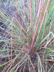 Andropogon bicornis