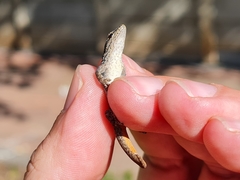 Lygodactylus capensis