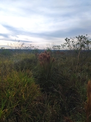 Andropogon bicornis