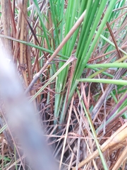 Andropogon bicornis