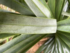 Freycinetia formosana