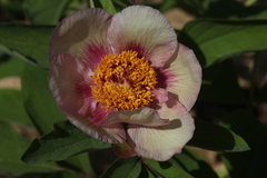 Paeonia chamaeleon