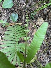 Sphaerostephanos productus