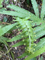 Sphaerostephanos productus