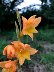 Gladiolus aurantiacus