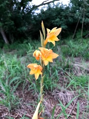Gladiolus aurantiacus