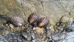 Cellana denticulata