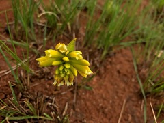 Eulophia leontoglossa
