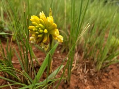 Eulophia leontoglossa