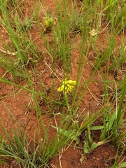 Eulophia leontoglossa