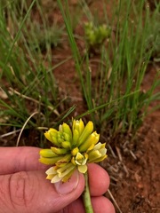 Eulophia leontoglossa