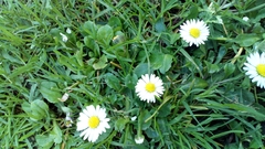 Bellis perennis