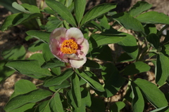 Paeonia chamaeleon