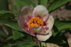 Paeonia chamaeleon