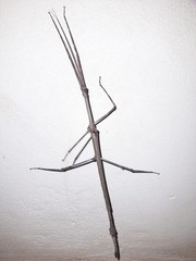 Cladomorphus trimariensis