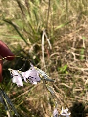 Dierama argyreum