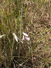 Dierama argyreum