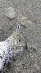 Pelecanoides urinatrix