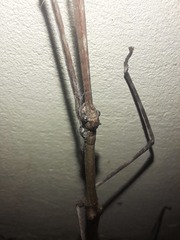 Cladomorphus trimariensis