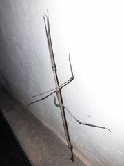 Cladomorphus trimariensis