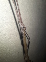 Cladomorphus trimariensis