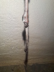 Cladomorphus trimariensis