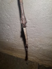 Cladomorphus trimariensis