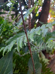 Cladomorphus trimariensis