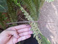 Cladomorphus trimariensis