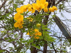 Senna wislizeni