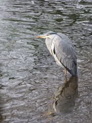 Ardea cinerea