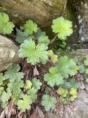 Heuchera parviflora saurensis