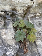 Heuchera parviflora saurensis