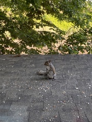 Sciurus carolinensis