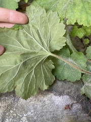 Heuchera parviflora saurensis