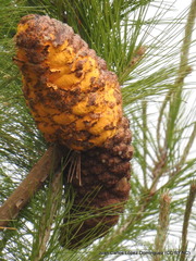 Cronartium conigenum