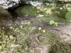 Heuchera parviflora saurensis