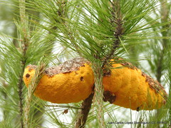 Cronartium conigenum