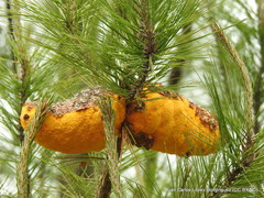 Cronartium conigenum