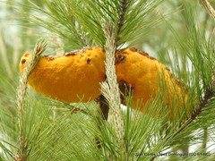 Cronartium conigenum