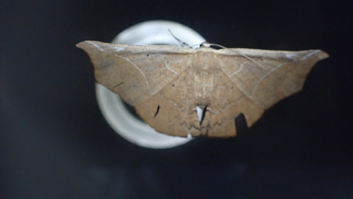 Polla hemeraria