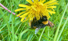 Bombus terrestris